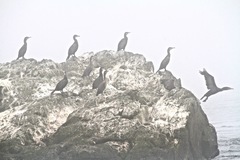 Phalacrocorax carbo image
