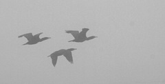 Phalacrocorax carbo image