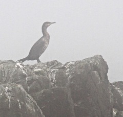 Phalacrocorax carbo image