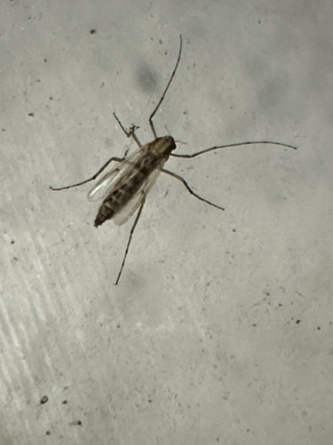 Chironomus