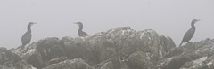 Phalacrocorax carbo image