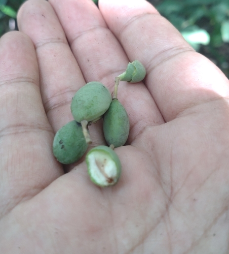 Dialium cochinchinense