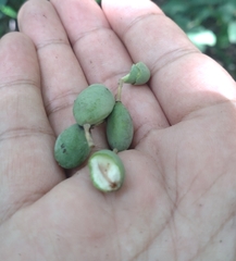 Dialium cochinchinense