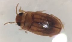 Neobidessus pullus floridanus
