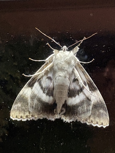 White Underwing