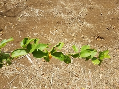 Ximenia americana