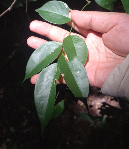 Dialium cochinchinense, photograph 5