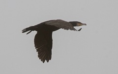 Phalacrocorax carbo image