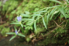 Gentiana linearis, photograph (c) Steven Lamonde, some rights reserved (CC BY)