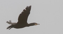 Phalacrocorax carbo image