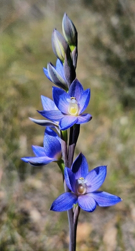 Scented Sun Orchid