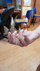 Archimantis monstrosa