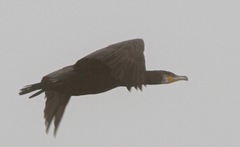 Phalacrocorax carbo image