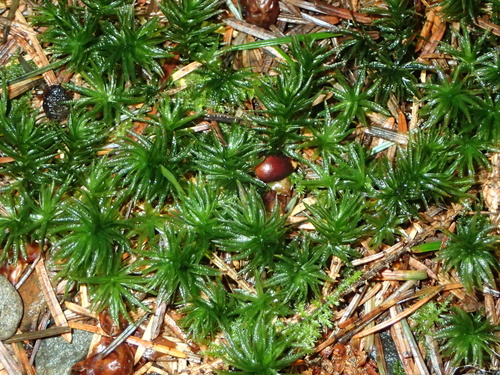 contorted pogonatum moss