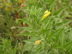 Oenothera villosa