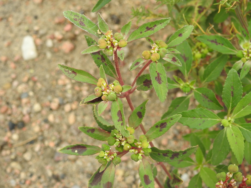 Euphorbia davidii; photograph author not stated, no rights reserved