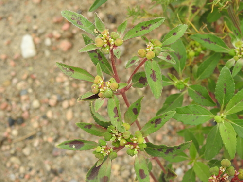 Euphorbia davidii