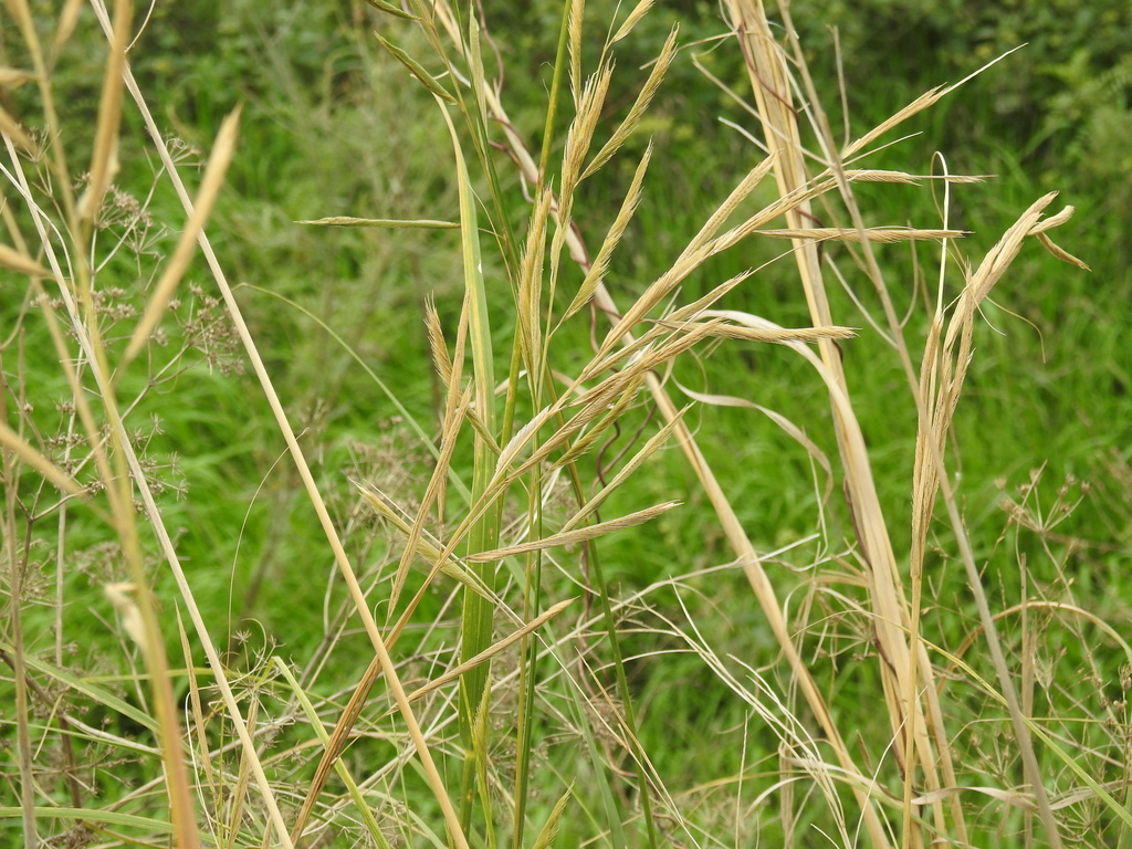 Sporobolus michauxianus; photograph author not stated, no rights reserved