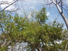 Ximenia americana