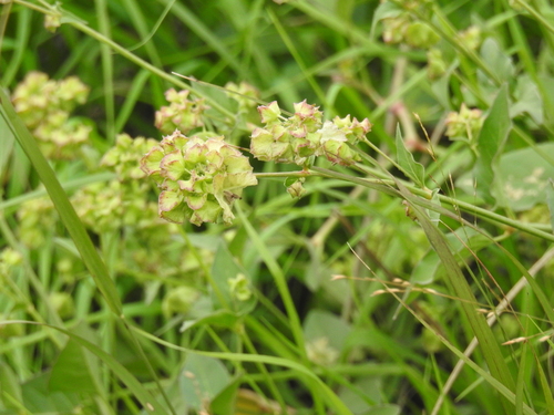 Mirabilis nyctaginea, photograph 5