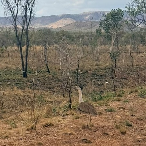 Australian Bustard