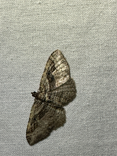 Bent-lined Carpet