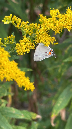 Gray Hairstreak