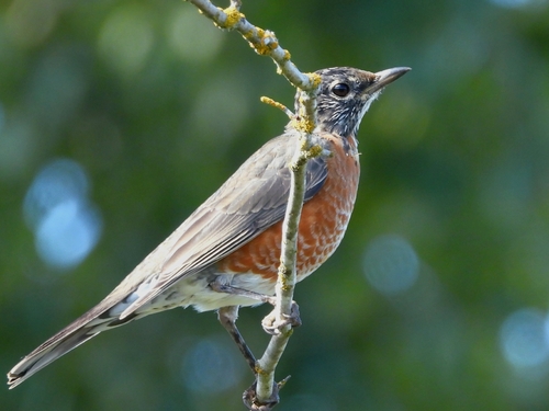 American Robin