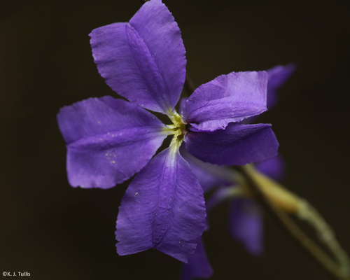 Dampiera teres, 2026-09-13