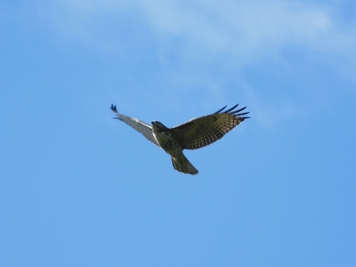 Red-tailed Hawk