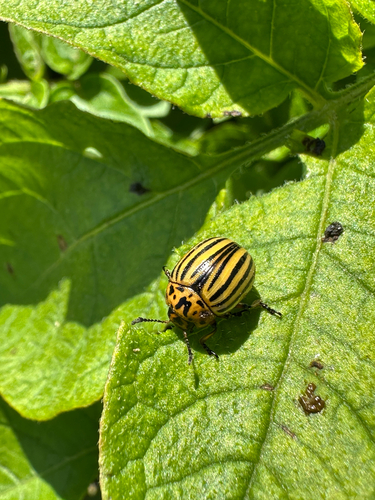 Colorado Potato Beetle
