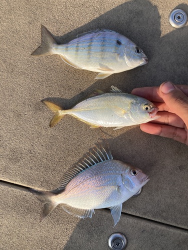 Pinfish