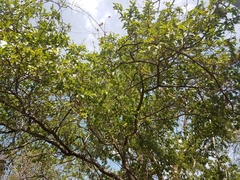 Ximenia americana