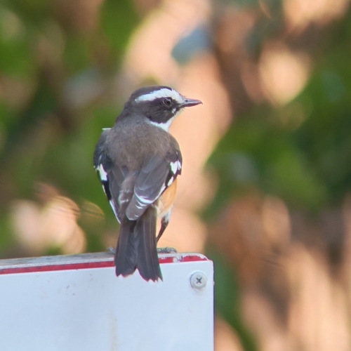 Buff-sided Robin