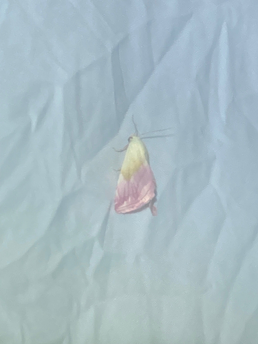 Beautiful marbled