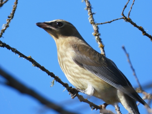 Cedar Waxwing
