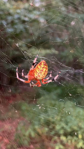 Marbled Orbweaver