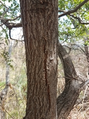 Ximenia americana