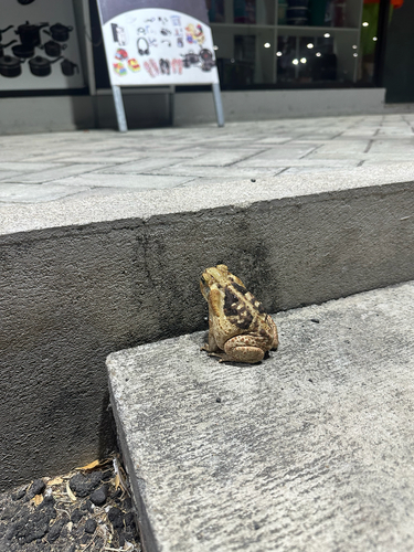 Cururu Toad