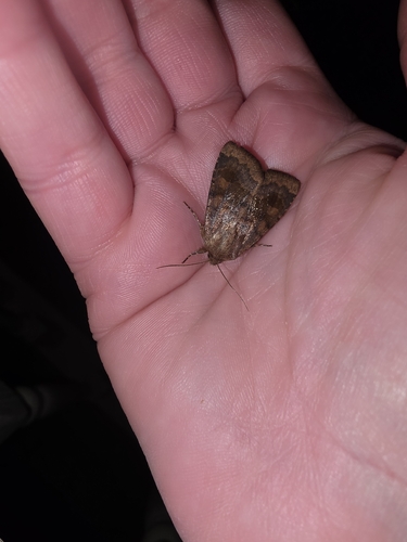 Bronzed Cutworm Moth