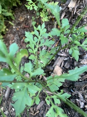 Bidens bipinnata, photograph (c) Senna Bryce Robeson, some rights reserved (CC BY)