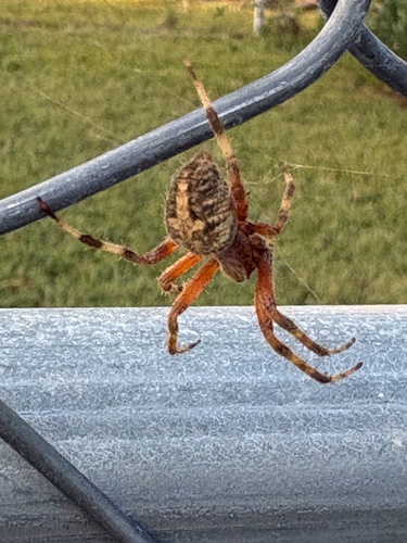 Spotted Orbweaver