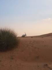 Oryx leucoryx