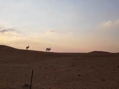 Oryx leucoryx