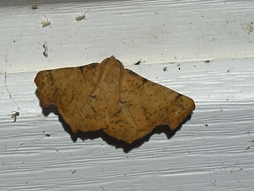 Maple Spanworm Moth