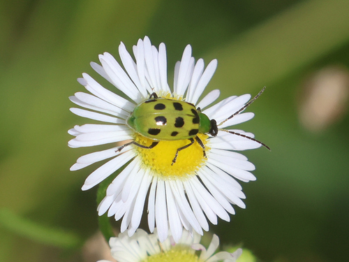 Spotted Cucumber Beetle
