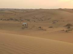 Oryx leucoryx