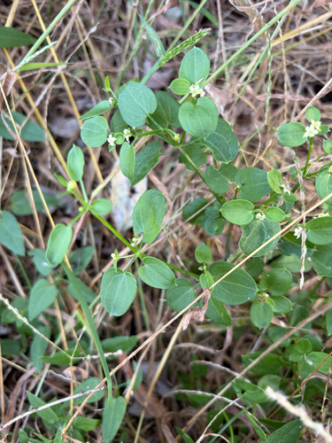 Indian Madder