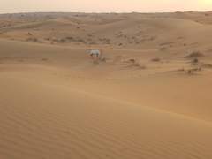 Oryx leucoryx