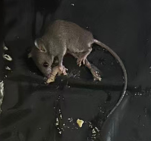 House Mouse